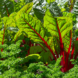 Planta Acelga