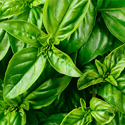 Planta Albahaca