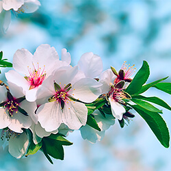 Planta Almendro