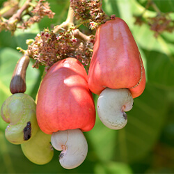 Planta Anacardo