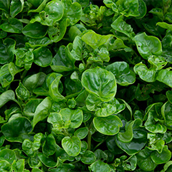 Planta Berros