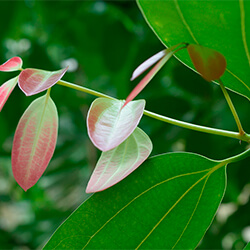 Planta Canela