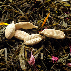 Planta Cardamomo