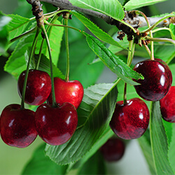 Planta Cerezo