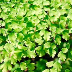 Planta Culantrillo