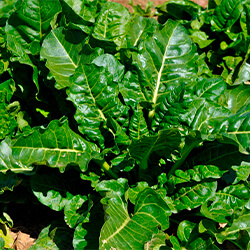 Planta Espinaca