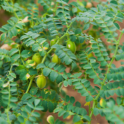 Planta Garbanzos