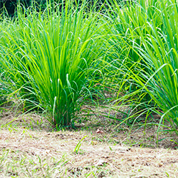 Planta Hierba Luisa