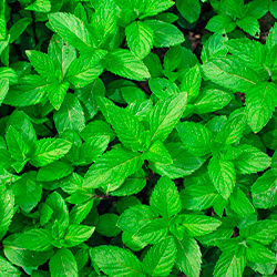 Planta Hierbabuena