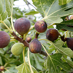 Planta Higuera