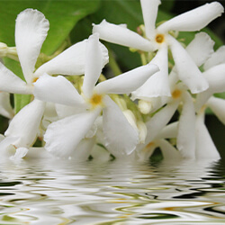Planta Jazmín