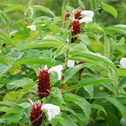 Planta Jengibre