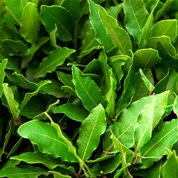 Planta Laurel