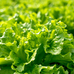 Planta Lechuga