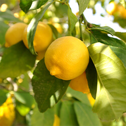 Planta Limonero