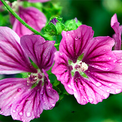 Planta Malva