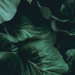 Planta Mate