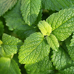 Planta Melisa