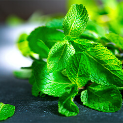 Planta Menta