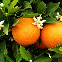 Planta Naranjo