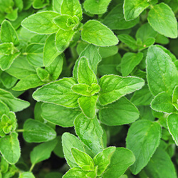 Planta Orégano