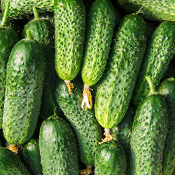 Planta Pepino