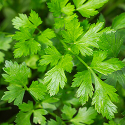 Planta Perejil