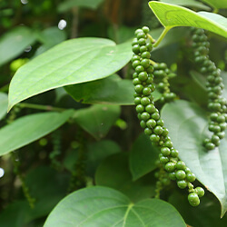 Planta Pimienta Negra