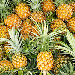Planta Piña