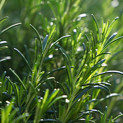 Planta Romero