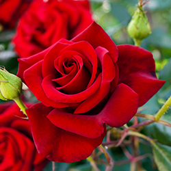 Planta Rosal