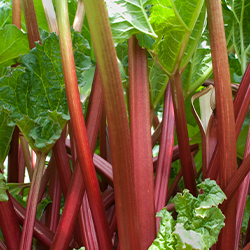 Planta Ruibarbo