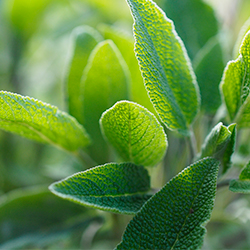 Planta Salvia