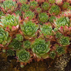 Planta Siempreviva