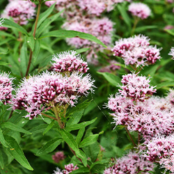 Planta Valeriana