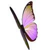 Oráculo de flores de Alicia Galván