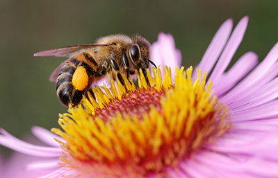 Abeja