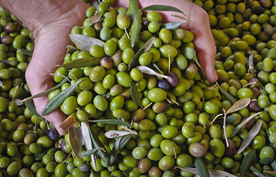 Aceituna