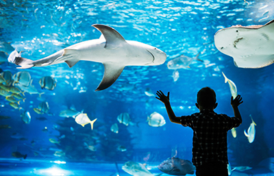 Acuario