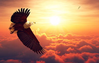Águila