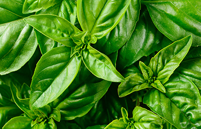 Albahaca