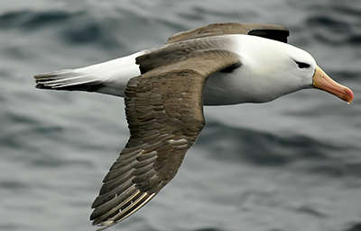Albatros