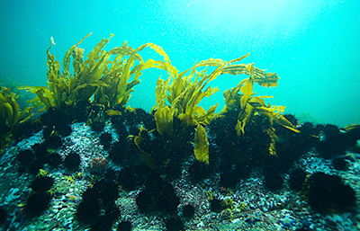 Alga