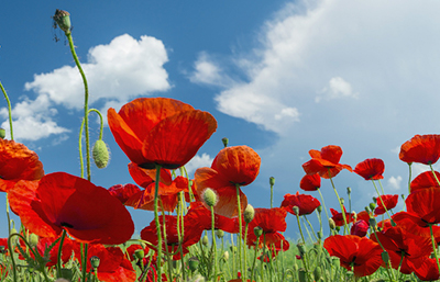 Amapola