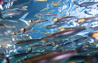 Anchoa