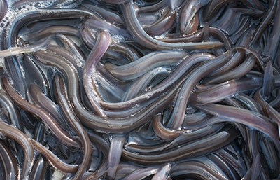 Anguila