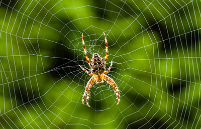 Araña