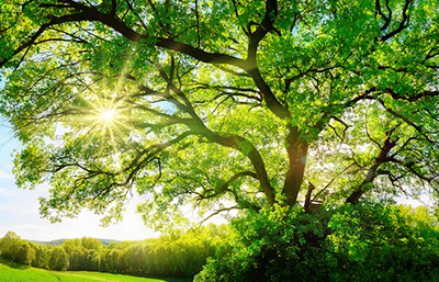 Árbol