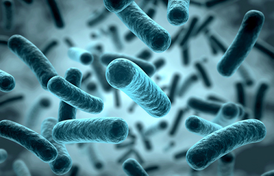 Bacteria