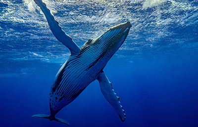 Ballena
